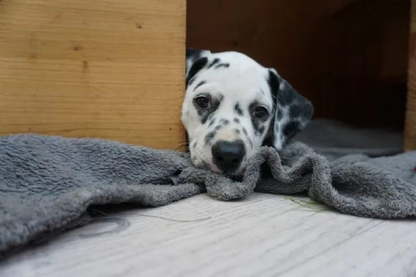 meravigliosa cuccioli di dalmata | Foto 0