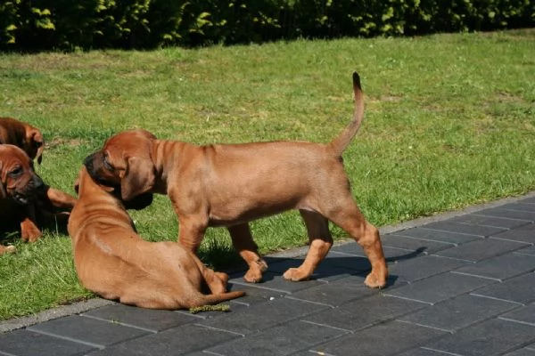cuccioli di rhodesian ridgeback | Foto 1