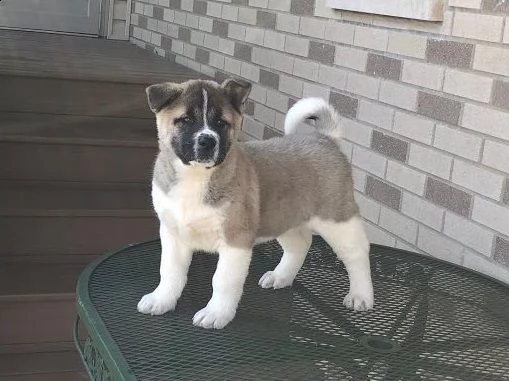 cuccioli di akita americano | Foto 0