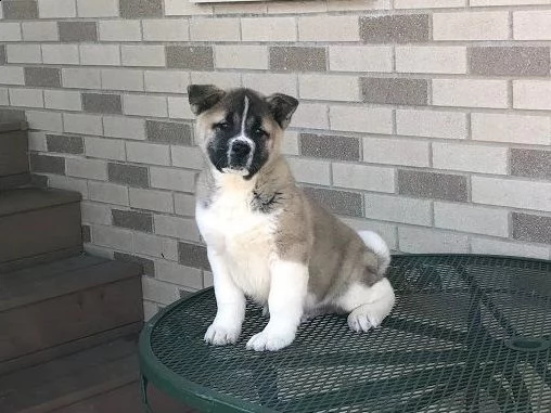 cuccioli di akita americano