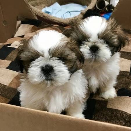 gli affettuosi cuccioli di shih tzu, maschi e femmine,  | Foto 1