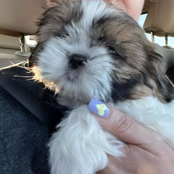 gli affettuosi cuccioli di shih tzu, maschi e femmine,  | Foto 0