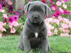 cuccioli giocosi di cane corso disponibili per buone case.