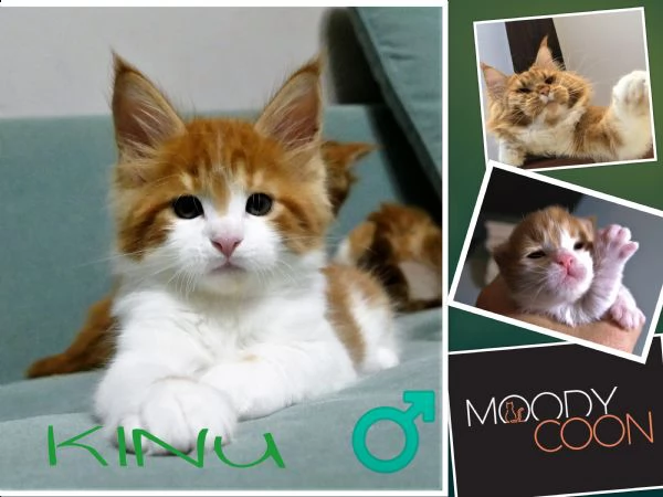 maine coon red | Foto 1
