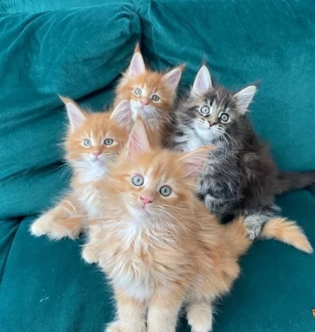 tre cuccioli main coon