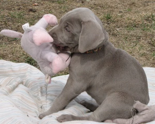 i cuccioli di weimaraner hanno bisogno di una nuova famiglia