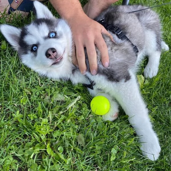 dolci cuccioli di husky siberiano