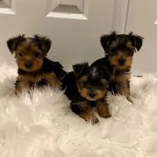 cuccioli di yorkshire terrier registrati kc