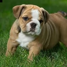 disponibili splendidi cuccioli di bulldog inglese