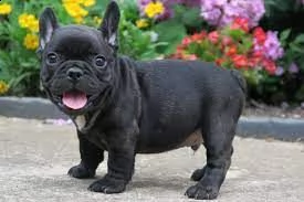 cuccioli di bulldog francese