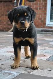 cuccioli di rottweiler maschi e femmine