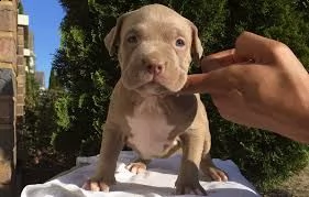 cuccioli di pitbull registrati per l'adozione