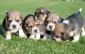 cucciolo di beagle carino e affascinante