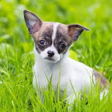 splendidi cuccioli di chihuahua bianchi