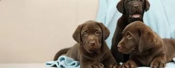 cuccioli di labrador retriever