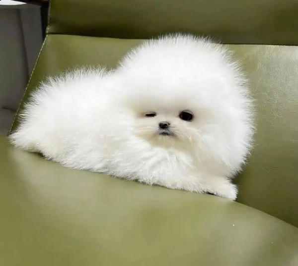 alcuni dei nostri pom sono descritti come micro, tazza t, minuscola, giocattolo e tasca. | Foto 4