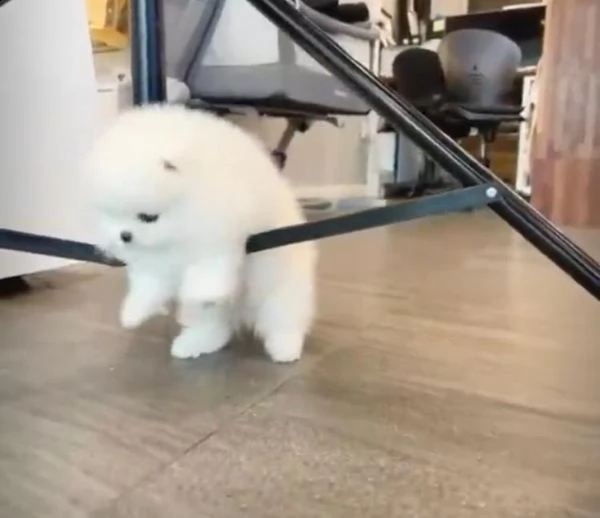 alcuni dei nostri pom sono descritti come micro, tazza t, minuscola, giocattolo e tasca. | Foto 3