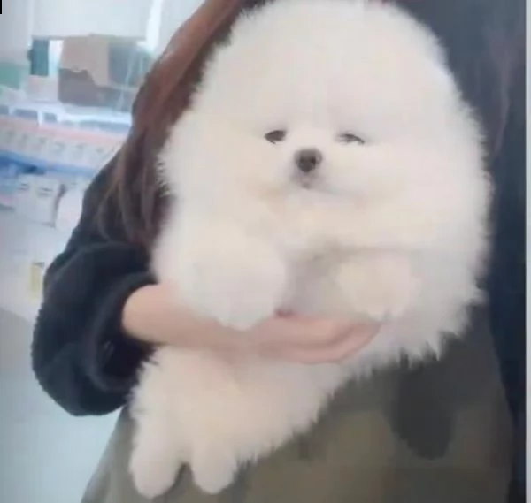 alcuni dei nostri pom sono descritti come micro, tazza t, minuscola, giocattolo e tasca. | Foto 1