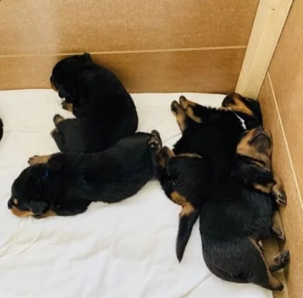 regalo rottweiler  cuccioli, maschio e femmina