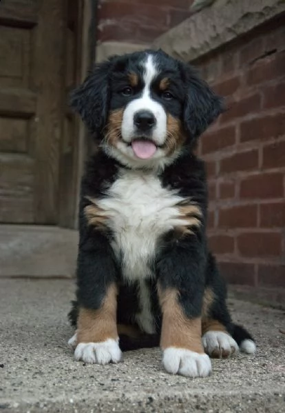 ccuccioli di bovaro del bernese | Foto 0