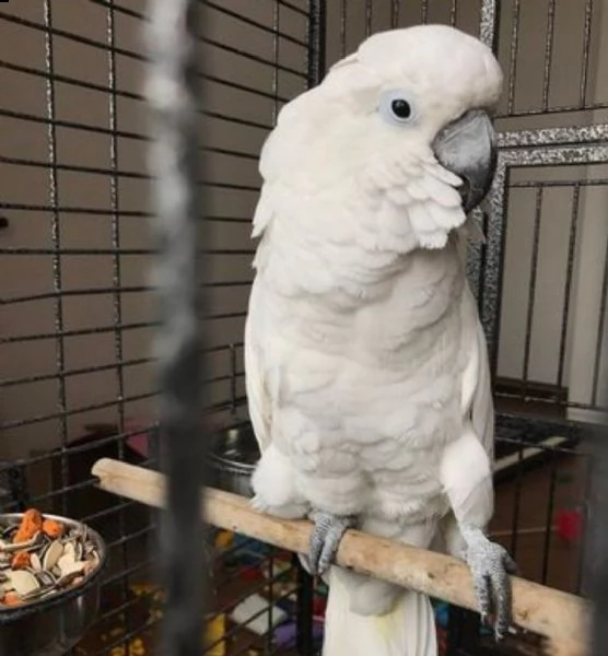 regalo coppia di pappagalli cacatua