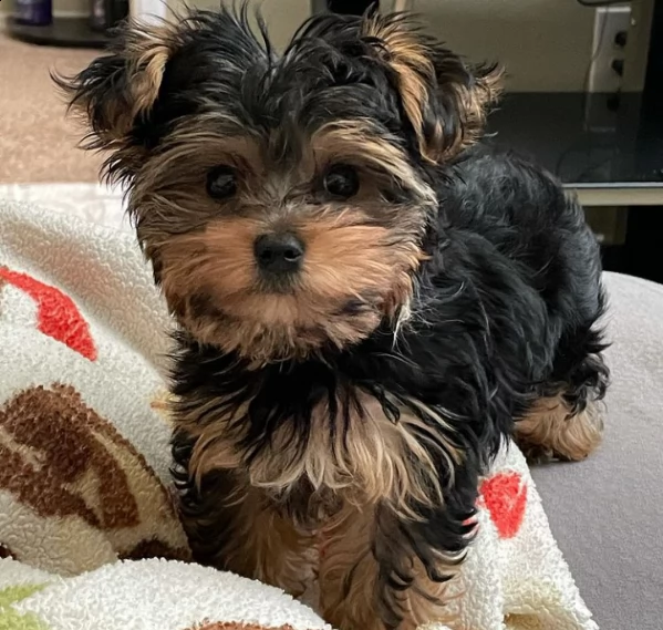 cuccioli carini e adorabili