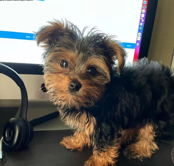 cuccioli carini e adorabili | Foto 0