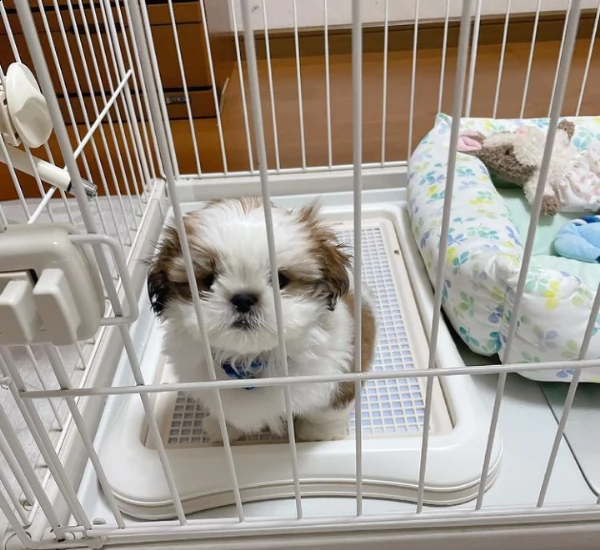 cuccioli carini e adorabili | Foto 0
