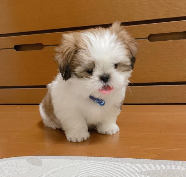 cuccioli carini e adorabili