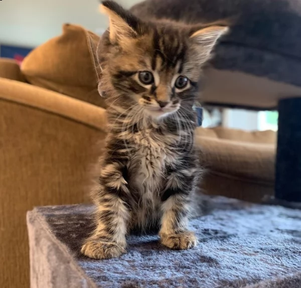 gattino disponibile, pronto per una nuova casa | Foto 0