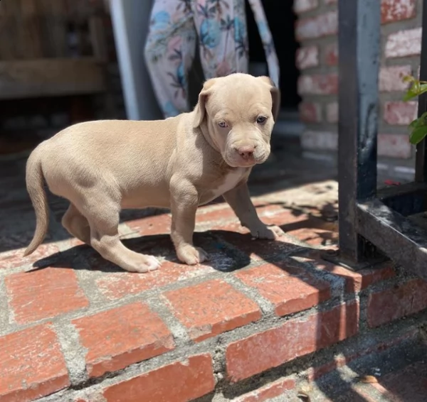 simpatico e adorabile cucciolo di pitbull | Foto 0