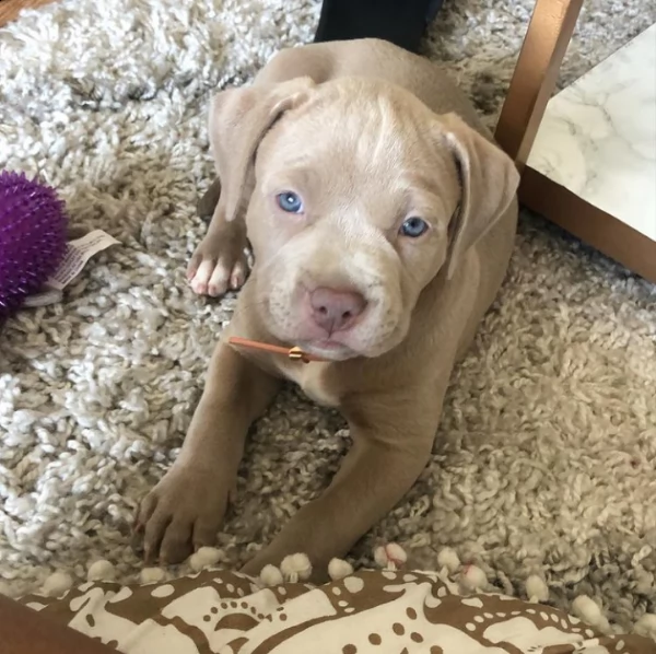 simpatico e adorabile cucciolo di pitbull