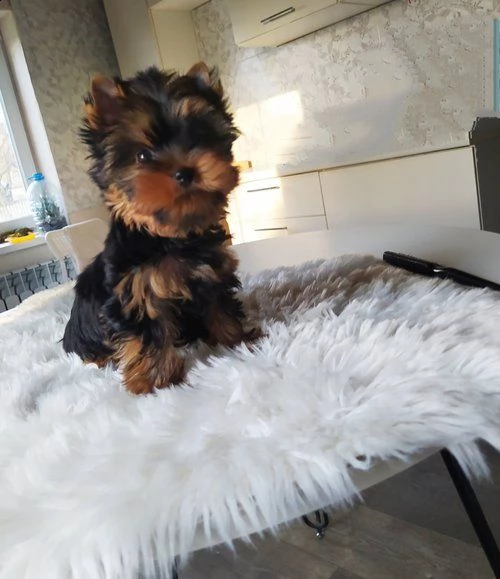 cucciolo giocoso yorshire disponibile ora  | Foto 0