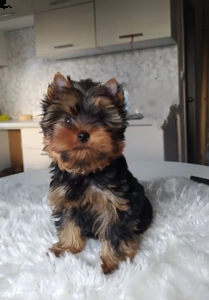 cucciolo giocoso yorshire disponibile ora 