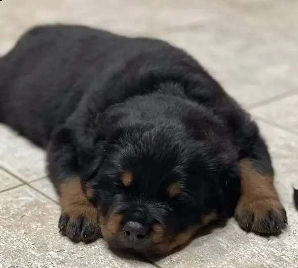 regalo due cuccioli di rottweiler  per l'adozione