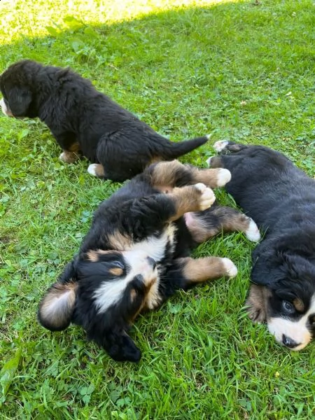 disponibili 3  cuccioli di bovaro del bernese | Foto 4