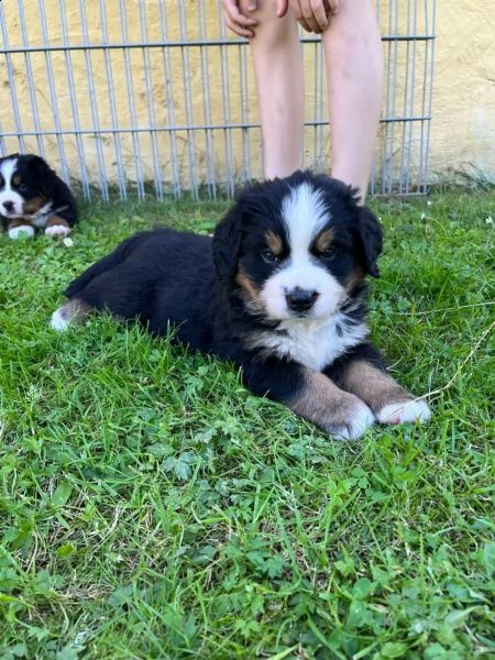 disponibili 3  cuccioli di bovaro del bernese | Foto 1