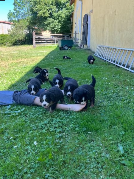 disponibili 3  cuccioli di bovaro del bernese