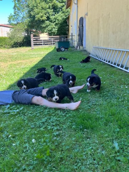 disponibili 3  cuccioli di bovaro del bernese | Foto 0