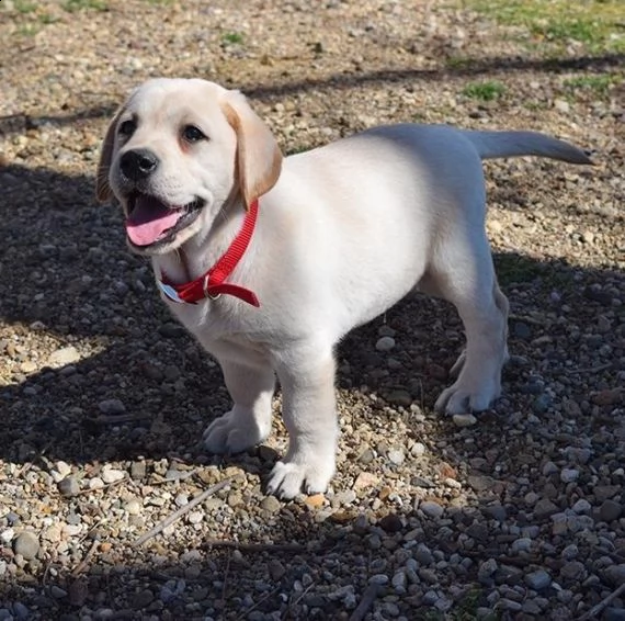bello labrador , maschio e femmina,in regalo