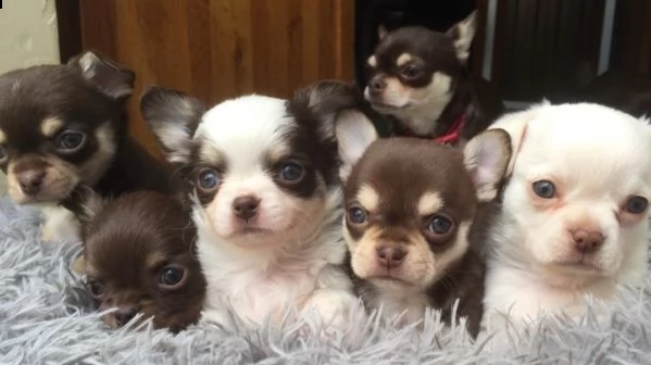 regalo cuccioli dolce e bella chihuahua toy..