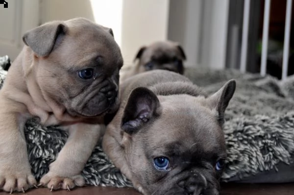 regalo cuccioli di bulldog francese....