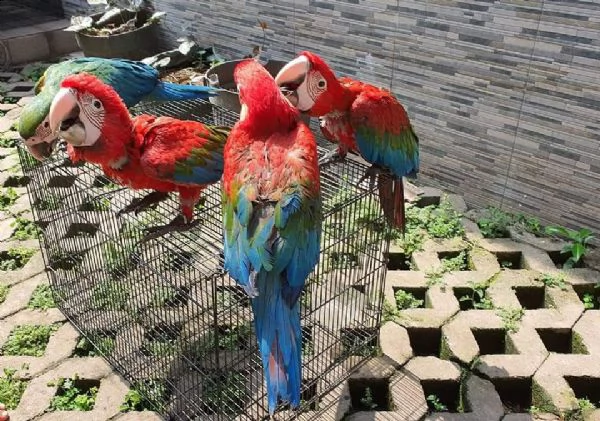 pappagalli parlanti | Foto 2