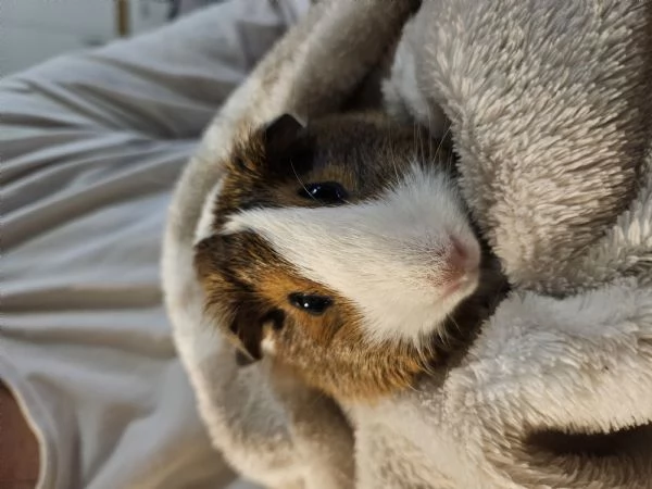 Cavie peruviane/ porcellini d'india  | Foto 2