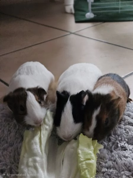 Cavie peruviane/ porcellini d'india 