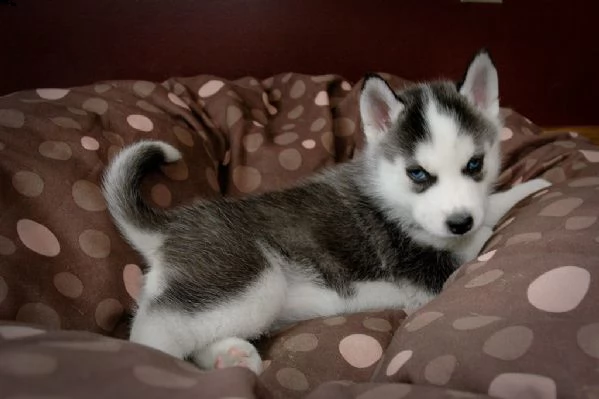 cuccioli di siberian husky