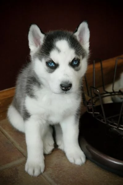 cuccioli di siberian husky | Foto 0