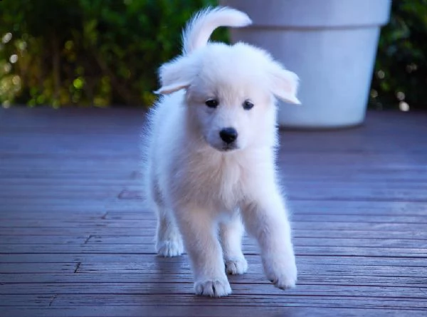 cuccioli di pastore maremmano