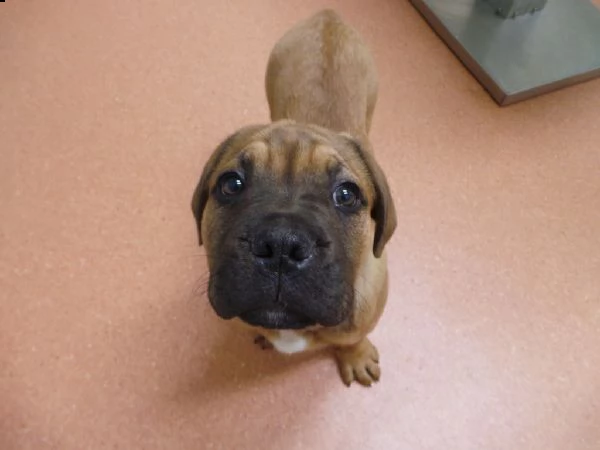 cuccioli di bull mastiff  | Foto 0