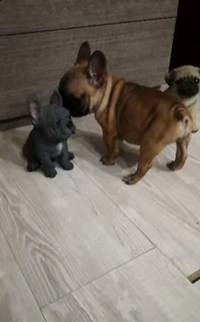 regalo  cuccioli bouledogue francese